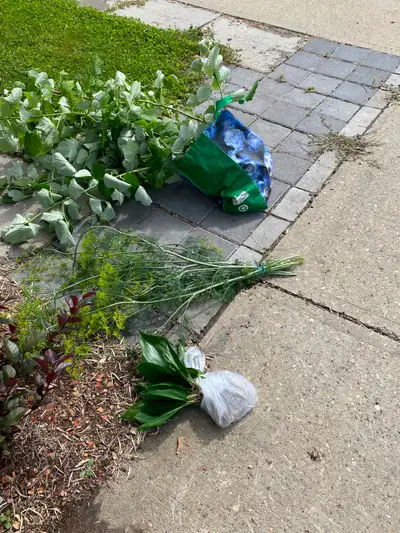 Free raspberry and flowering plants, and dill, View more