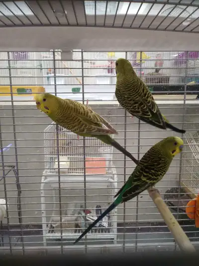 Harlequin budgies - Perruches Harlequin, View more
