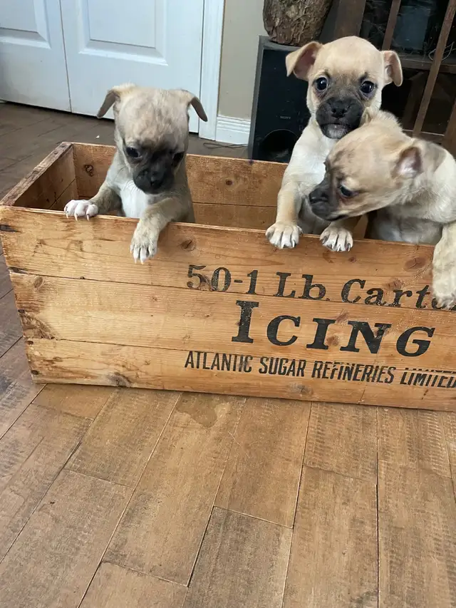 Chug puppies only 2 left in Dogs & Puppies for Rehoming in Moncton - Image 4