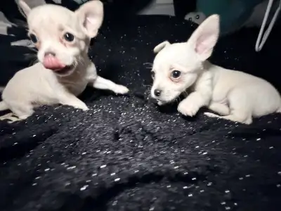 Chihuahua puppies available soon, View more