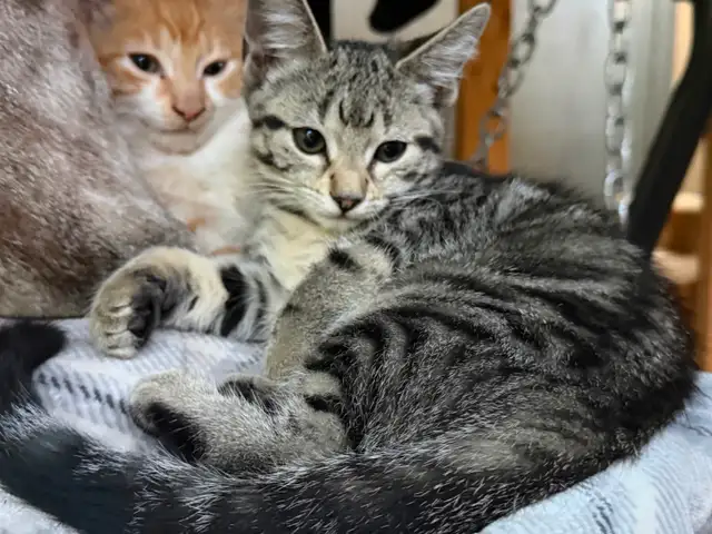 Kittens fore homing in Cats & Kittens for Rehoming in North Shore - Image 5