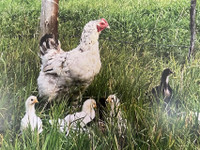 Laying Hens for sale