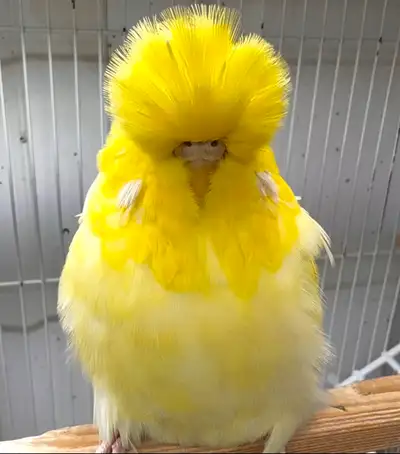Real Show Quality English Budgie ! * Golden Face Lutino Red Eye 7 months Baby Girl ! * Very Special...