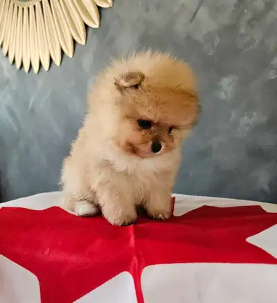 Tiny princess Pomeranian, View more