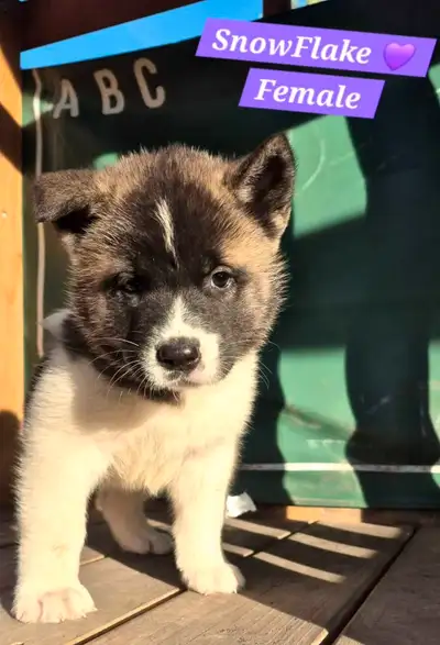 4 American Akita Puppies Left!!, View more