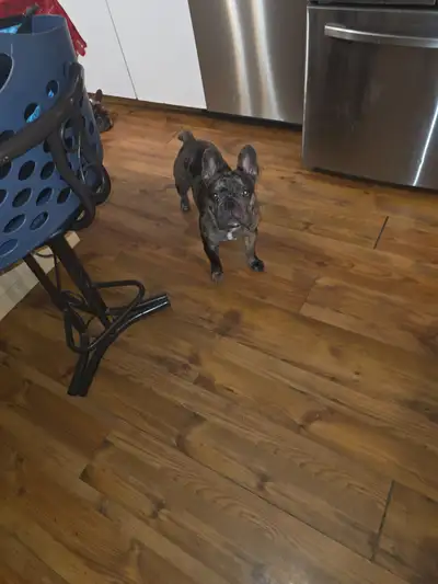 Bouledogue français, View more