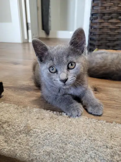 Russian Blue Kittens (2 left), View more