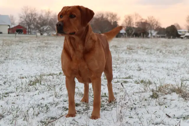 CKC Fox Red Labrador Retrievers (OFA Tested) in Dogs & Puppies for Rehoming in Norfolk County - Image 8