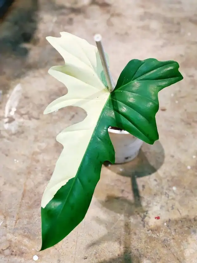 Dragon variegated philodendron -shipping62864746199938121