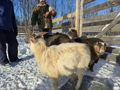 Rent a Stud - Nigerian dwarf bucklings Goat, View more