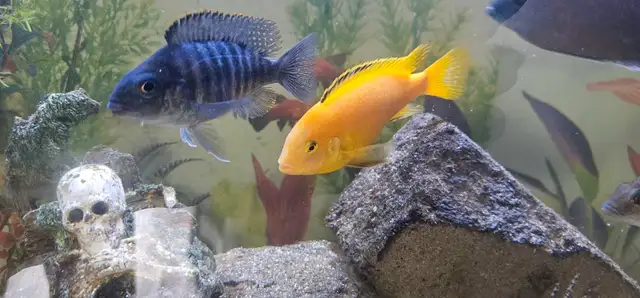 african chiclids  in Fish for Rehoming in London - Image 4