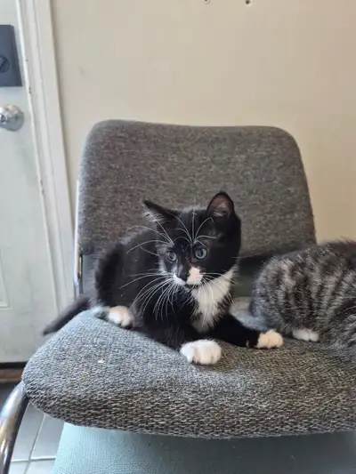 kittens for sale, View more
