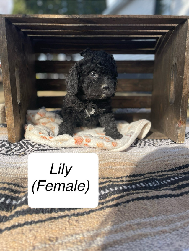 Cavapoo Puppies- 1 male, 6 female in Dogs & Puppies for Rehoming in Saskatoon