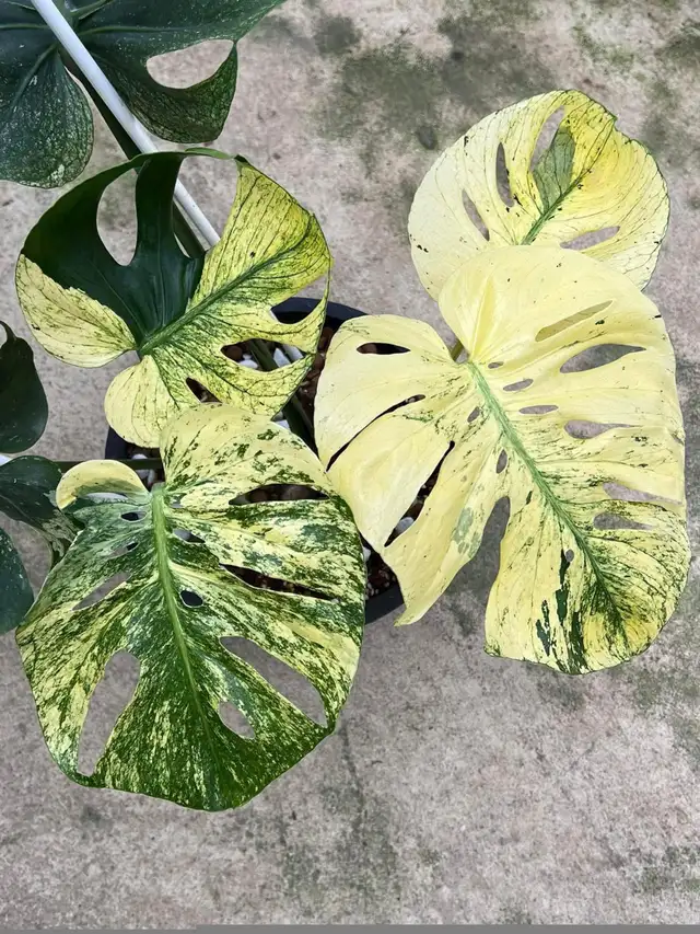 Flash sales on rare monstera wetsticks- 3 wetsticks $100 in Plants, Fertilizer & Soil in City of Toronto - Image 4