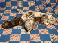 Kittens available *Melfort - Tisdale*