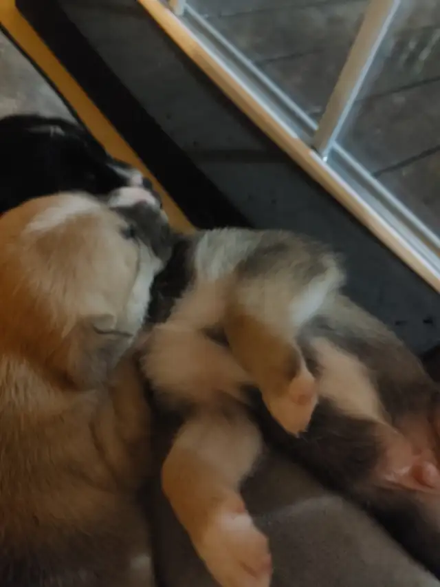 Chio a vendre husky croisé Braque almand Labrador in Dogs & Puppies for Rehoming in Lanaudière - Image 10