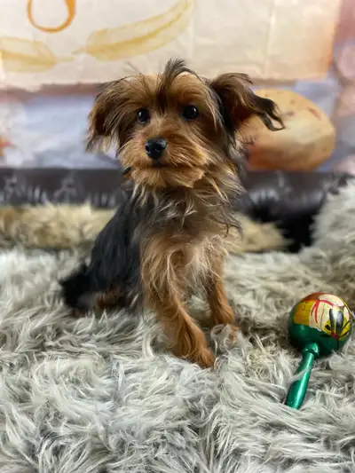 One. Male  Yorkie puppies available, View more