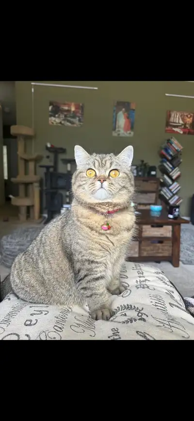 Looking for a Male Cat for Breeding, View more