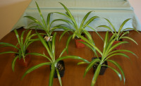 6 Spider Plants 9" high And 12" high $2.00 each