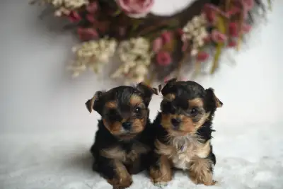Teacup Yorkie Puppies, View more