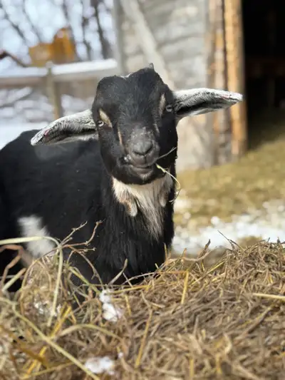 Beautiful Nubian x Nigerian dwarf buckling, View more