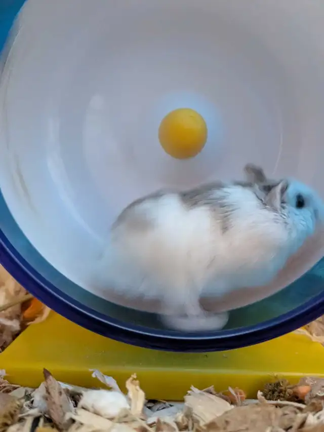 Roborowsky Hamster for Rehoming in Small Animals for Rehoming in Ottawa - Image 6