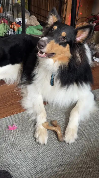 2 collies for sale, View more