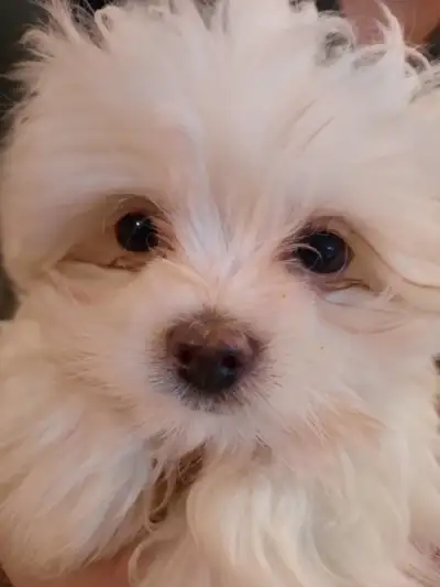Maltese Puppies, View more