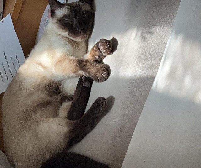 Adopt cat for free Cats & Kittens for Rehoming City of Toronto Kijiji