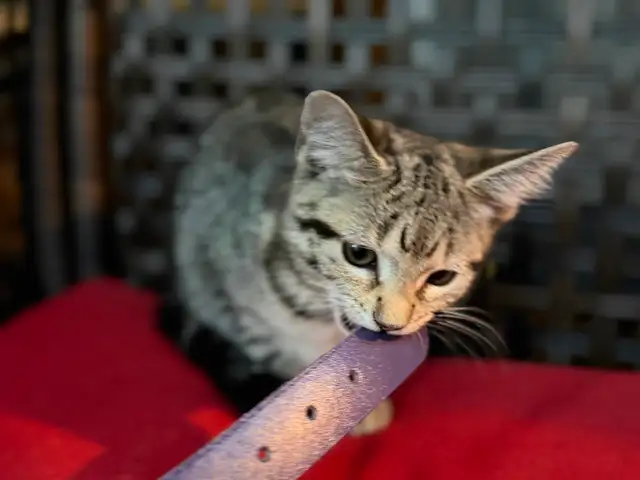 Kittens fore homing in Cats & Kittens for Rehoming in North Shore - Image 4