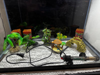 20 gallon tank with decoration led light and heater