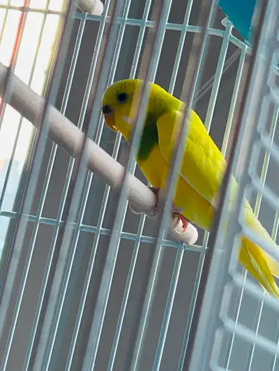 Birds for sale, View more