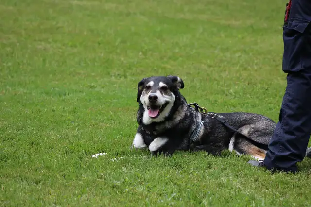 Canine Training Service dog to search dogs in Animal & Pet Services in Kitchener / Waterloo - Image 2