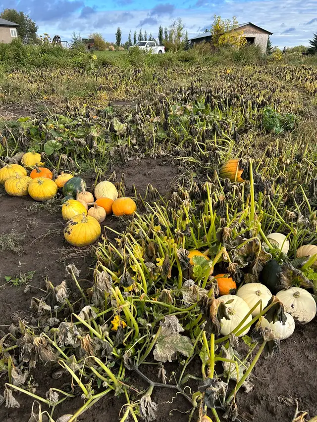 u- pick pumpkin patch576496096468674563