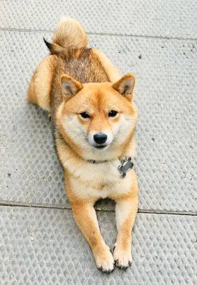 Shiba Inu, View more