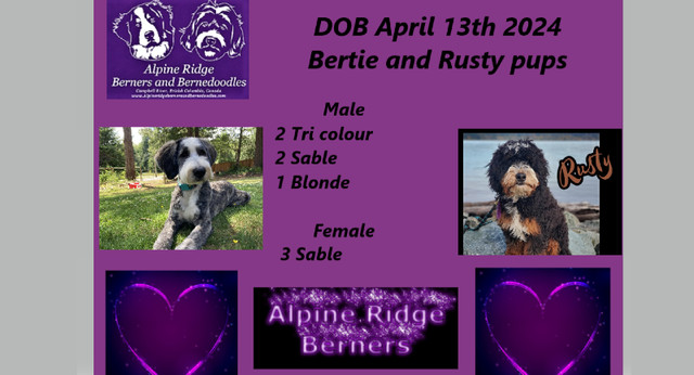 Bernedoodles puppies in Dogs & Puppies for Rehoming in Campbell River