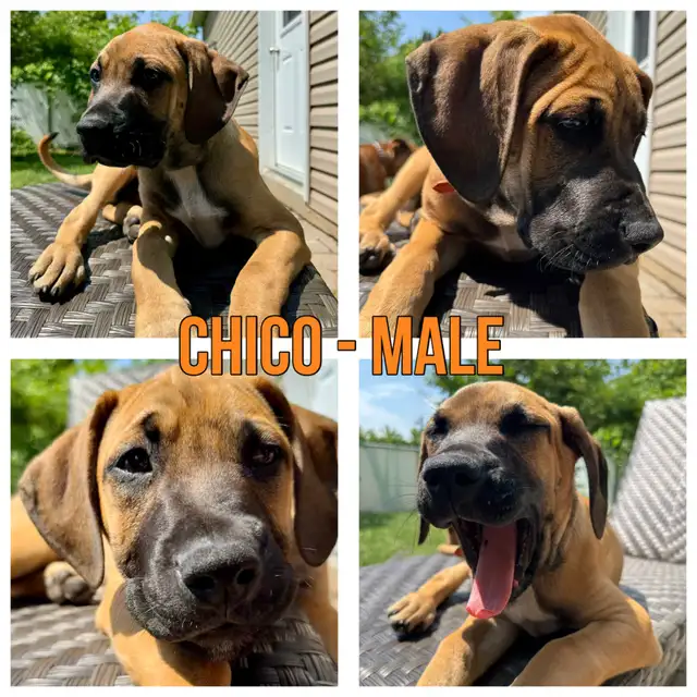 2 Boxer-Mix Puppies ready for their home in Dogs & Puppies for Rehoming in West Island - Image 4