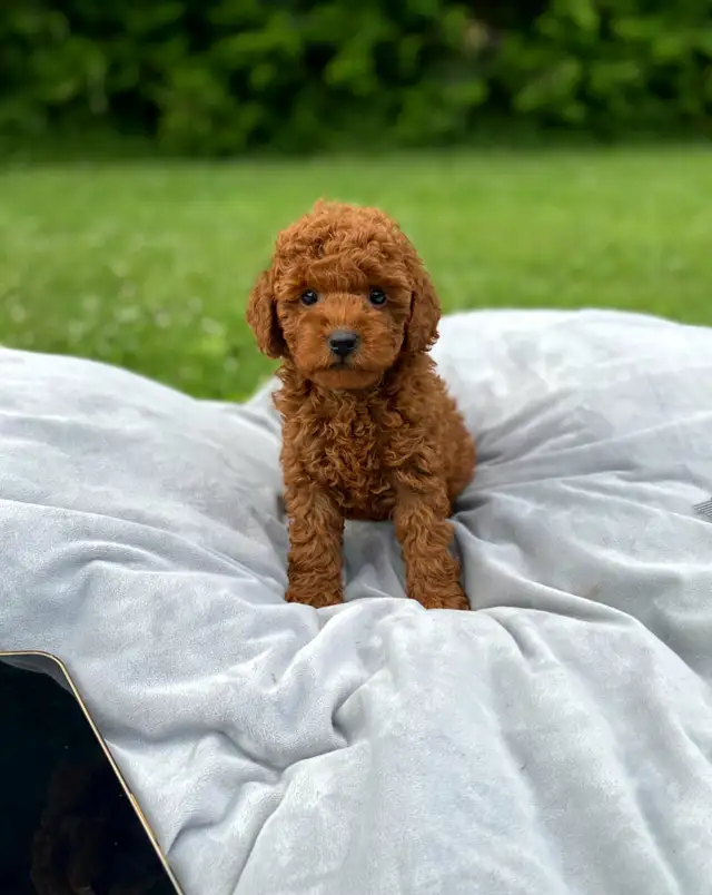 red toy poodle puppies looking for their Forever home in Dogs & Puppies for Rehoming in City of Toronto - Image 6