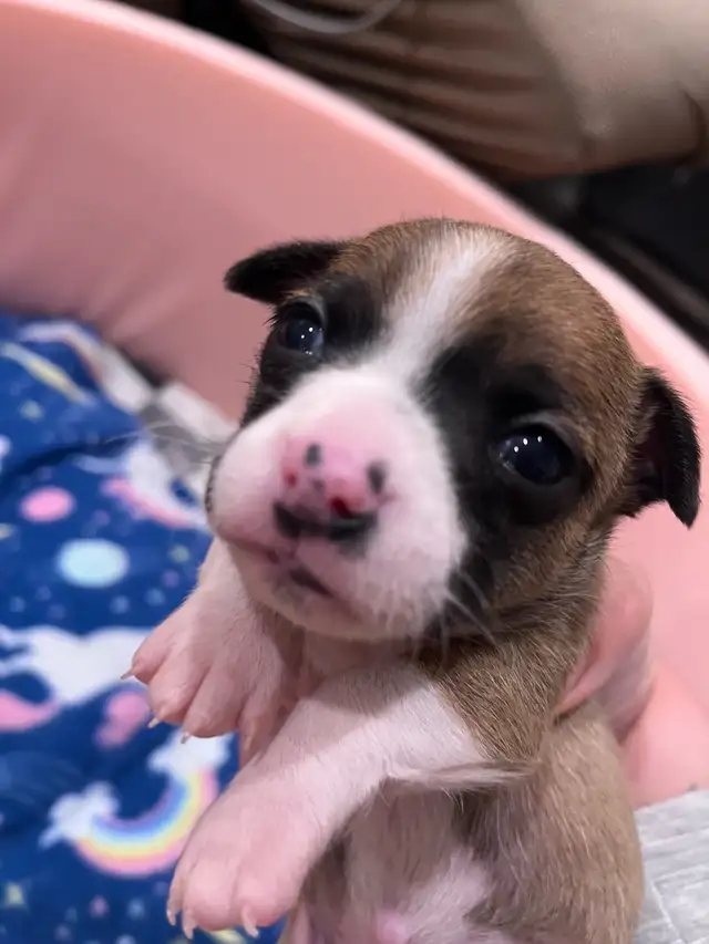 Only 1 left - chihuahua puppy  for sale in Dogs & Puppies for Rehoming in Barrie - Image 9
