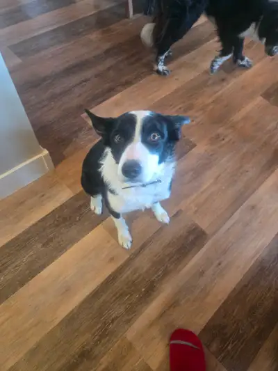 Dogs for rehoming, View more