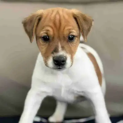 Nos trois mâles Jack Russell se cherchent une famille pour la vie! Ils sont nés le 12 janvier. Vacci...