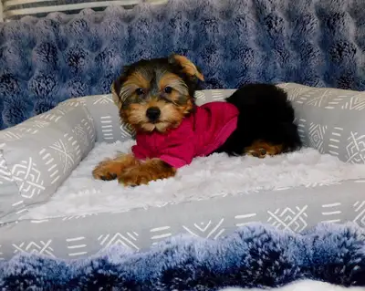 Tiny Toy Yorkie terrier puppy, View more