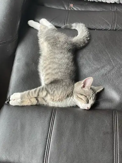1 year old cat for rehome, View more