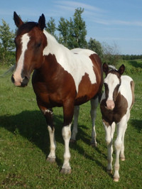 APHA Stocky, Correct Build Cowbred Broodmare