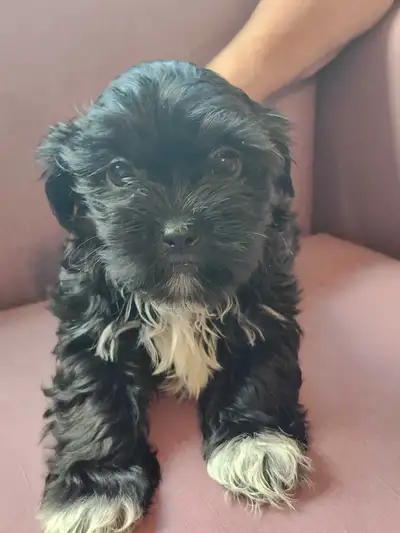 Shorkie mix  puppies for sale 2 male Left., View more