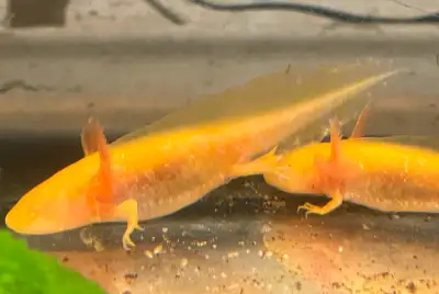 Axolotl (Golden Albino), View more
