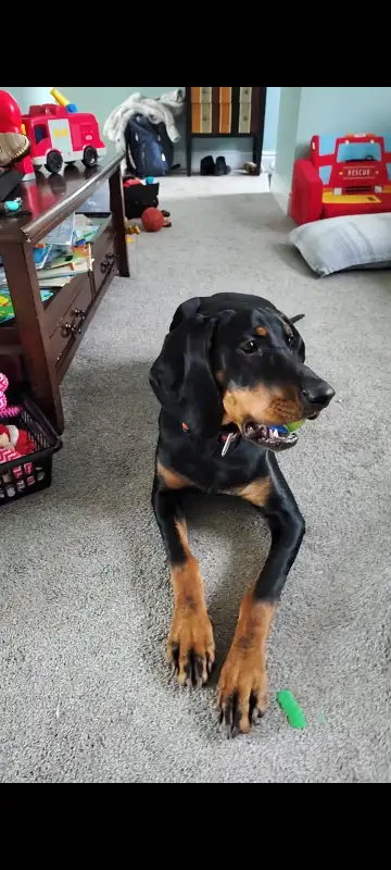 Black and Tan Coonhound in Dogs & Puppies for Rehoming in Cambridge - Image 2