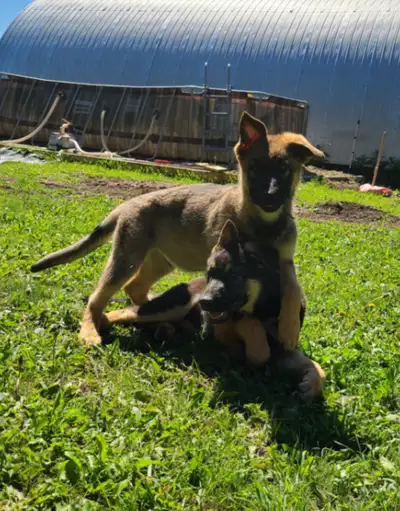 King x Czech German Shepherd Puppies - 15 Weeks, View more
