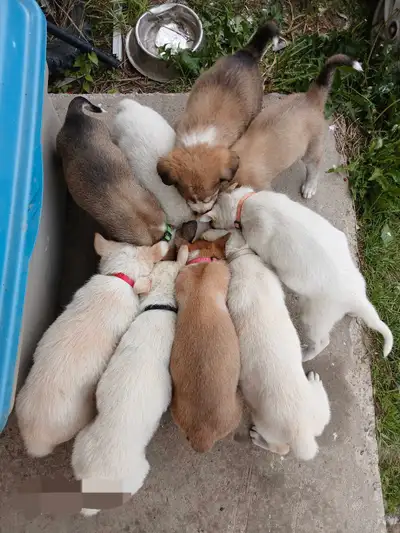Chiots Husky Alaskan, View more