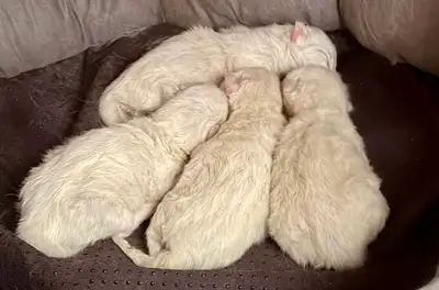 4 Adorable Ragdoll Kittens- Blue and Seal Bicoloured, View more